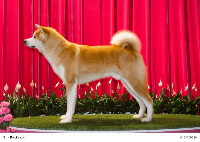 Seitliche komplett Aufnahme eines ausgewachsenem Akita-Inu Rüde vor rotem Hintergrund