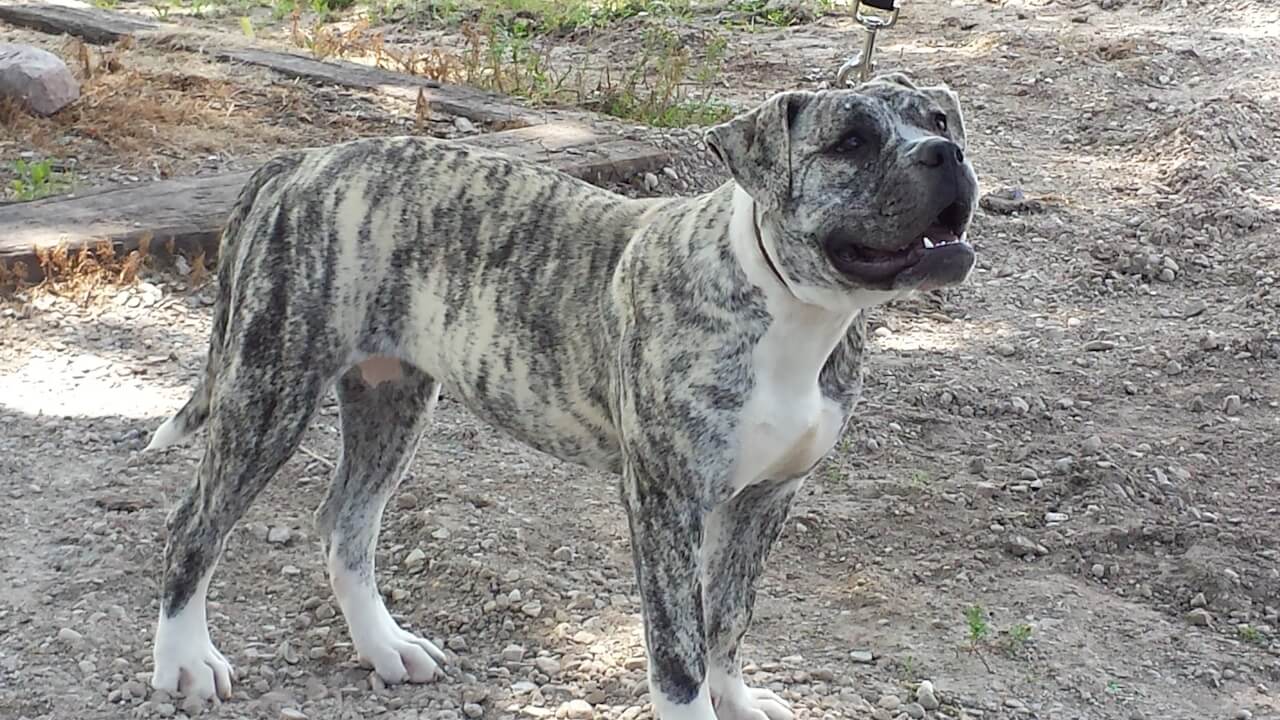 Alapaha Blue Blood Bulldog