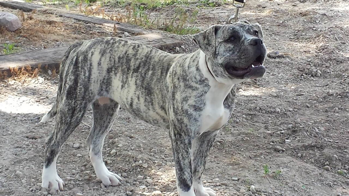Alapaha Blue Blood Bulldog