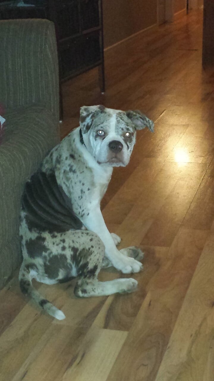 Sitzender Alapaha Blue Blood Bulldog