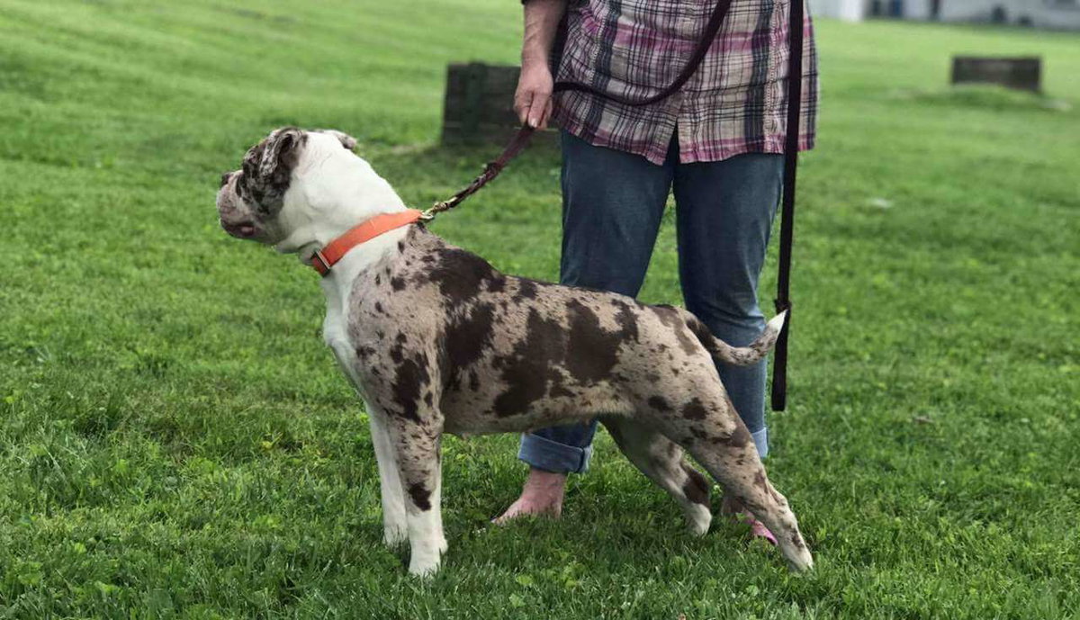 Alapaha Blue Blood Bulldog, angeleint stehend auf einer Wiese