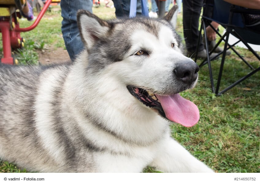 Portrait eines im Gras liegenden Alaskan Malamute