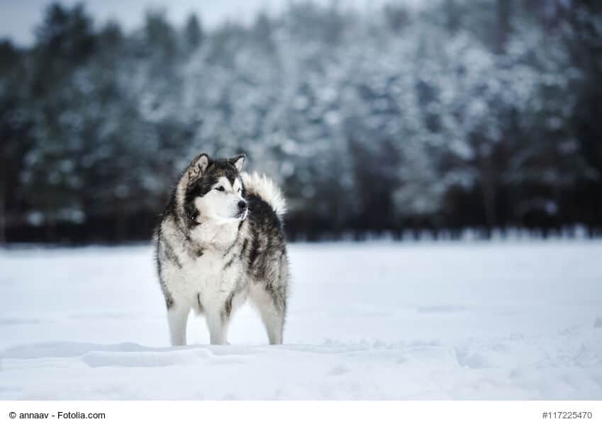 Alaskan Malamute