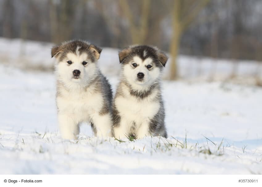 Zwei Alaskan Malamute Welpen im Schnee