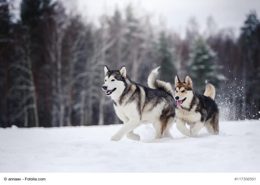 Zwei im Schnee spielende Alaskan Malamute