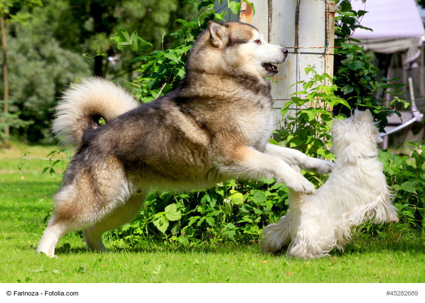 Alaskan Malamute spielt mit kleinem Hundefreund