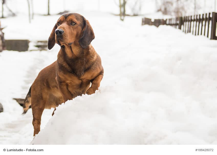 Alpenländische Dachsbracke stehend im Schnee
