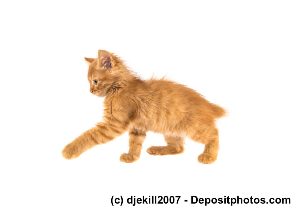 Rotes American Bobtail Kitten