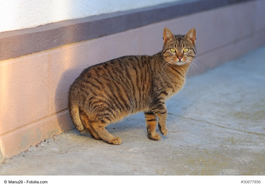 American Bobtail Steckbrief