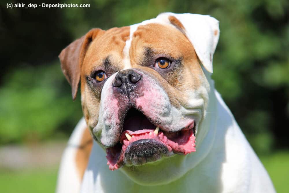 Portrait eines American Bulldog