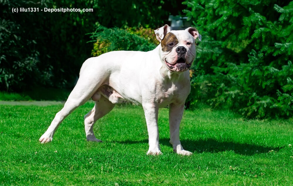 American Bulldog Steckbrief