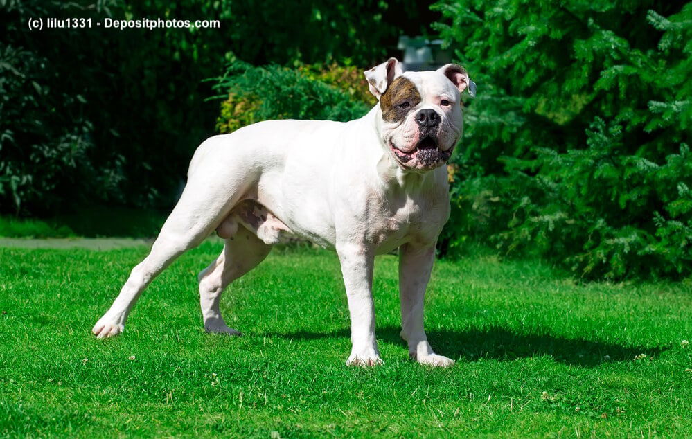 American Bulldog