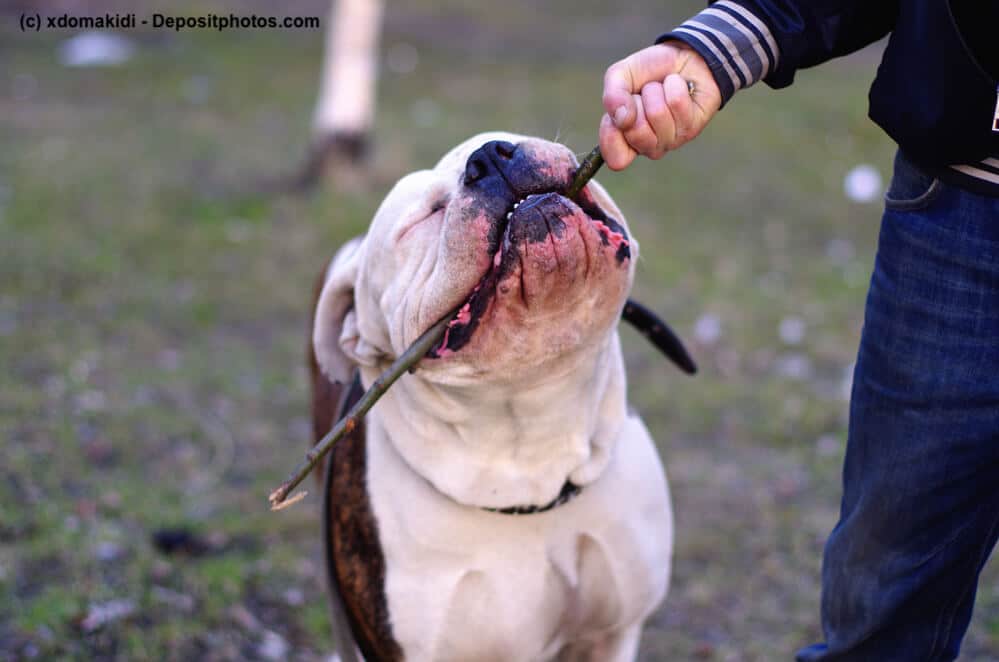 American Bulldog Gebiss stark