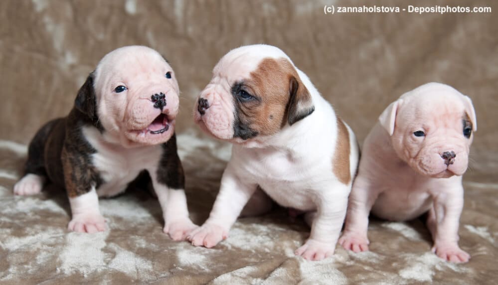 American Bulldog Welpen