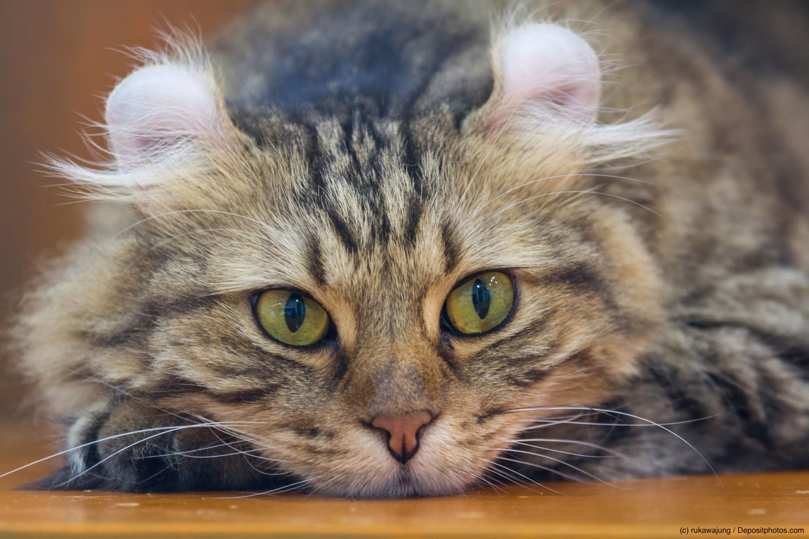 American Curl