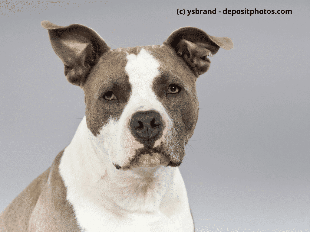 American Pit Bull Terrier Portrait, braun mit weißen Flecken
