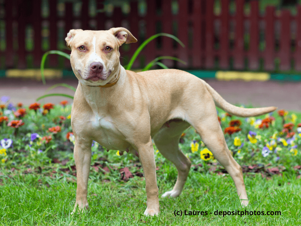 American Pit Bull Terrier