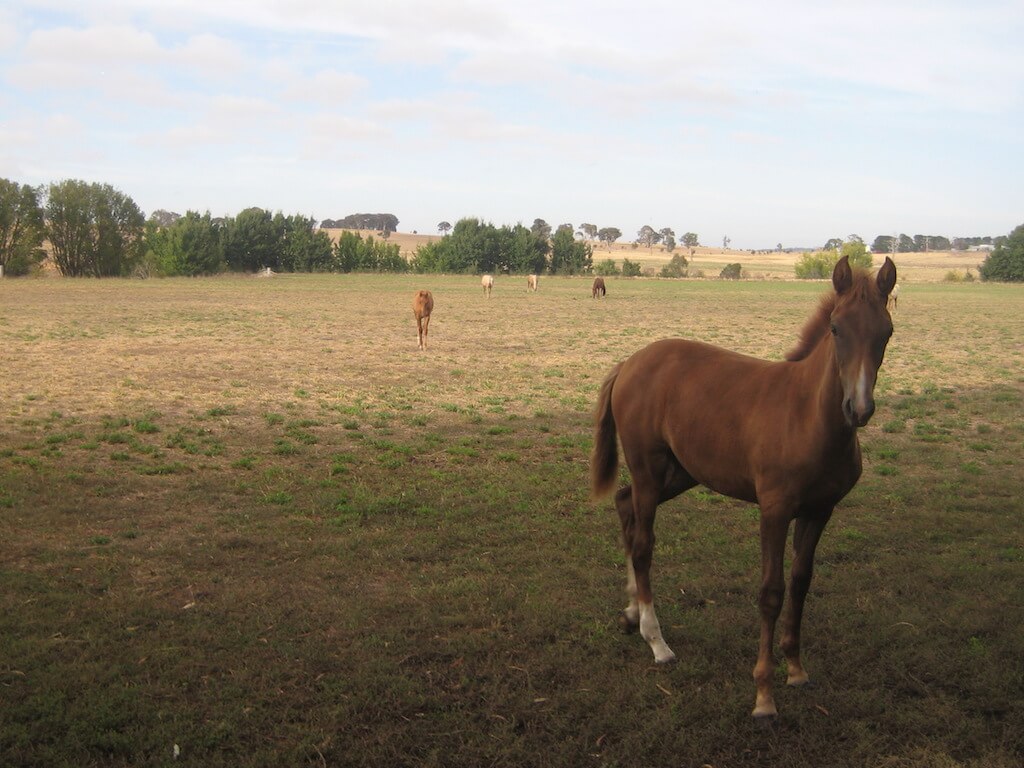 American Saddlebred Fohlen