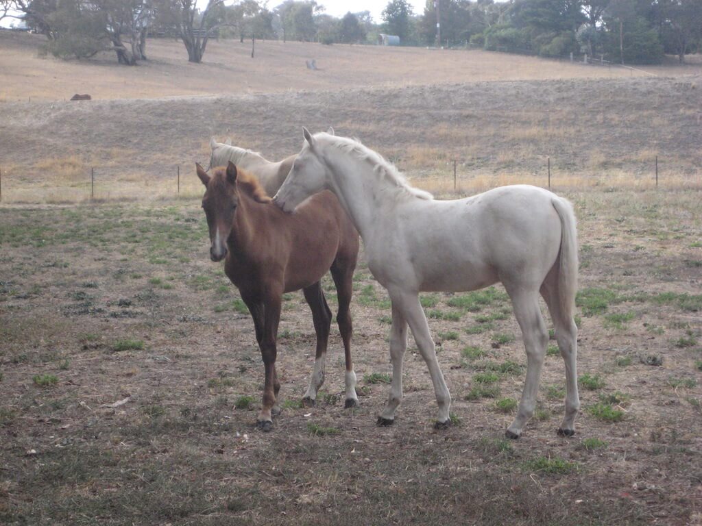 Drei American Saddlebred Fohlen