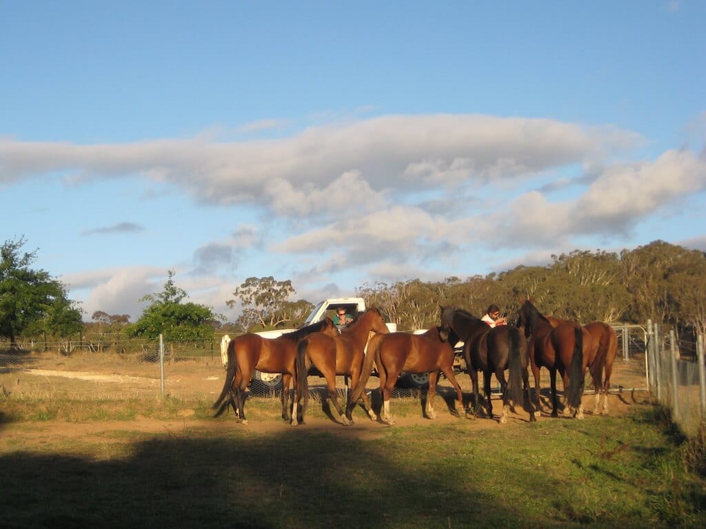 American Saddlebred während der Fütterung