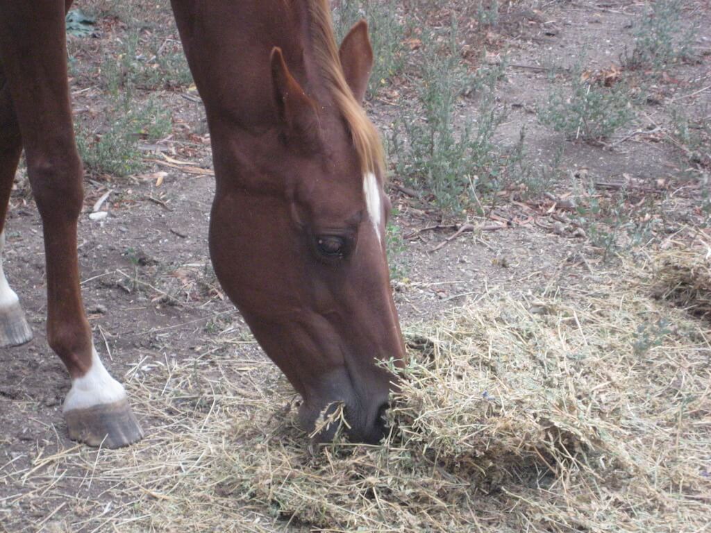 American Saddlebred Portrait