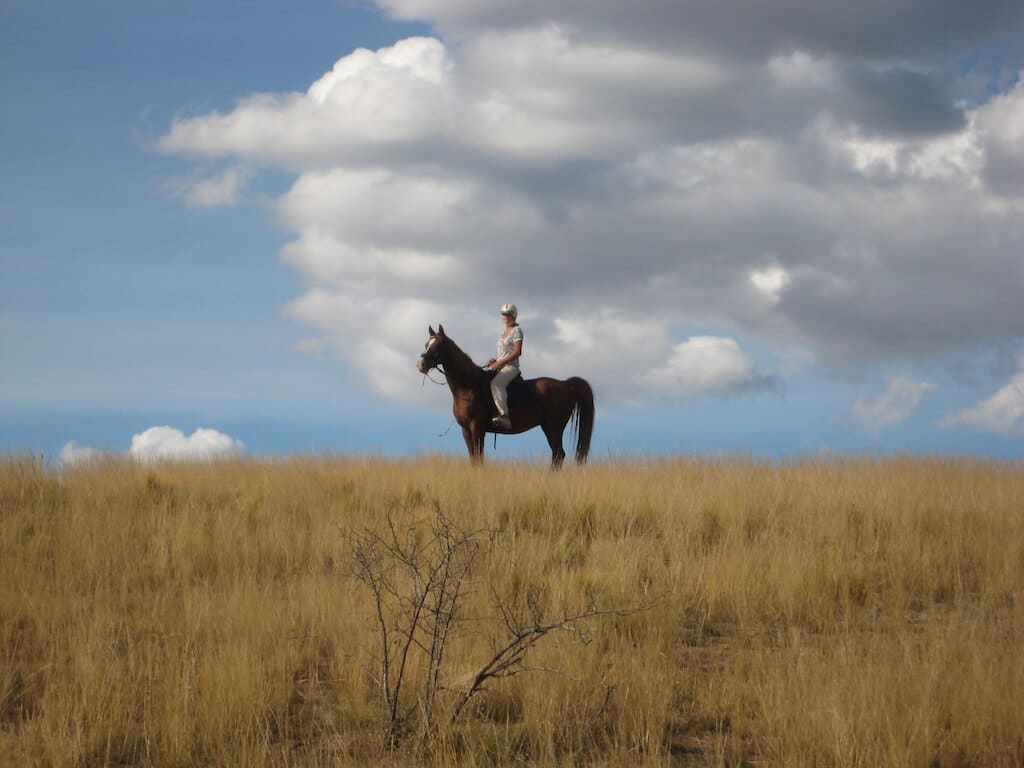 American Saddlebred mit Reiterin auf einem Feld