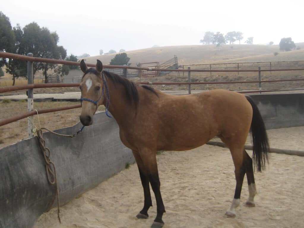 American Saddlebred
