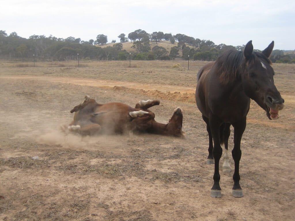 American Saddlebred wälzt sich