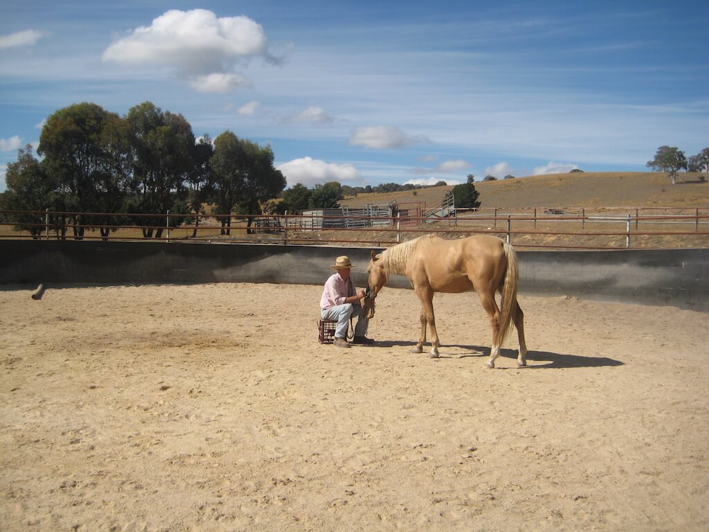 American Saddlebred im Training