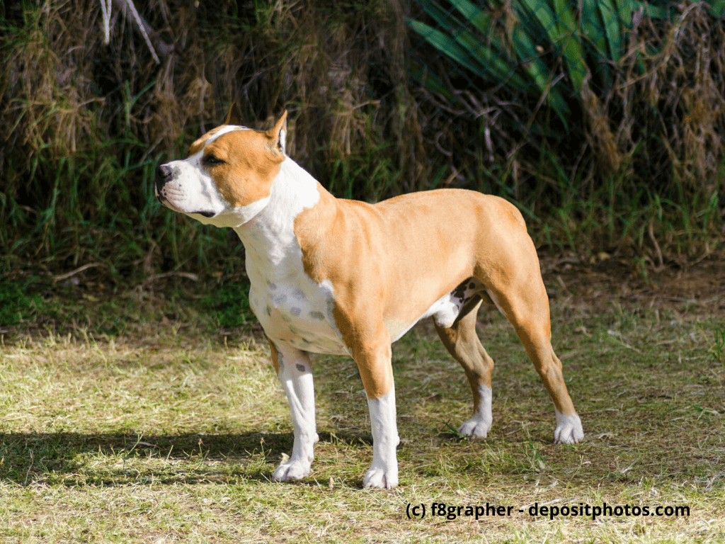 American Staffordshire Terrier