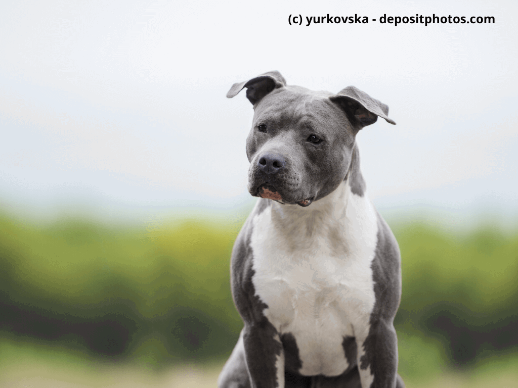 American Staffordshire Terrier blau, grau mit verschwommenem Hintergrund