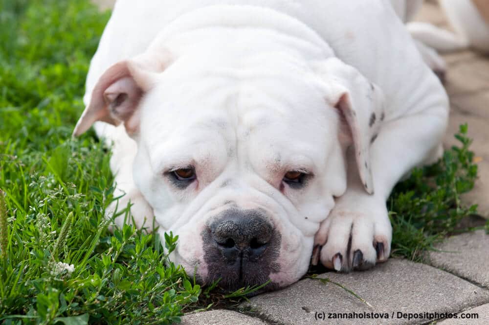 American Bulldog liegend im Halbschlaf