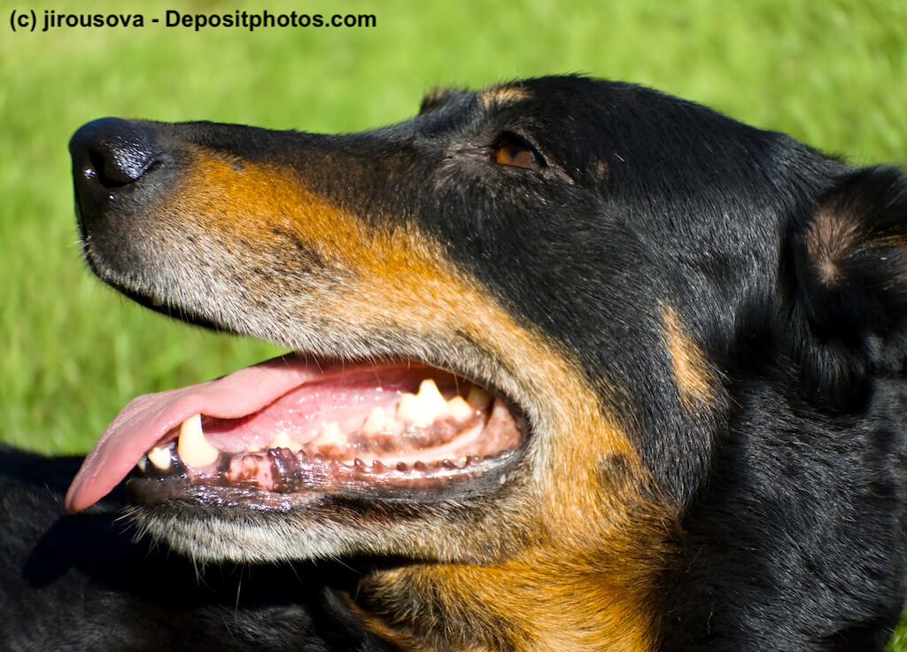 Ein Hundekopf mit geöffnetem Fang und Blick auf die Zähne