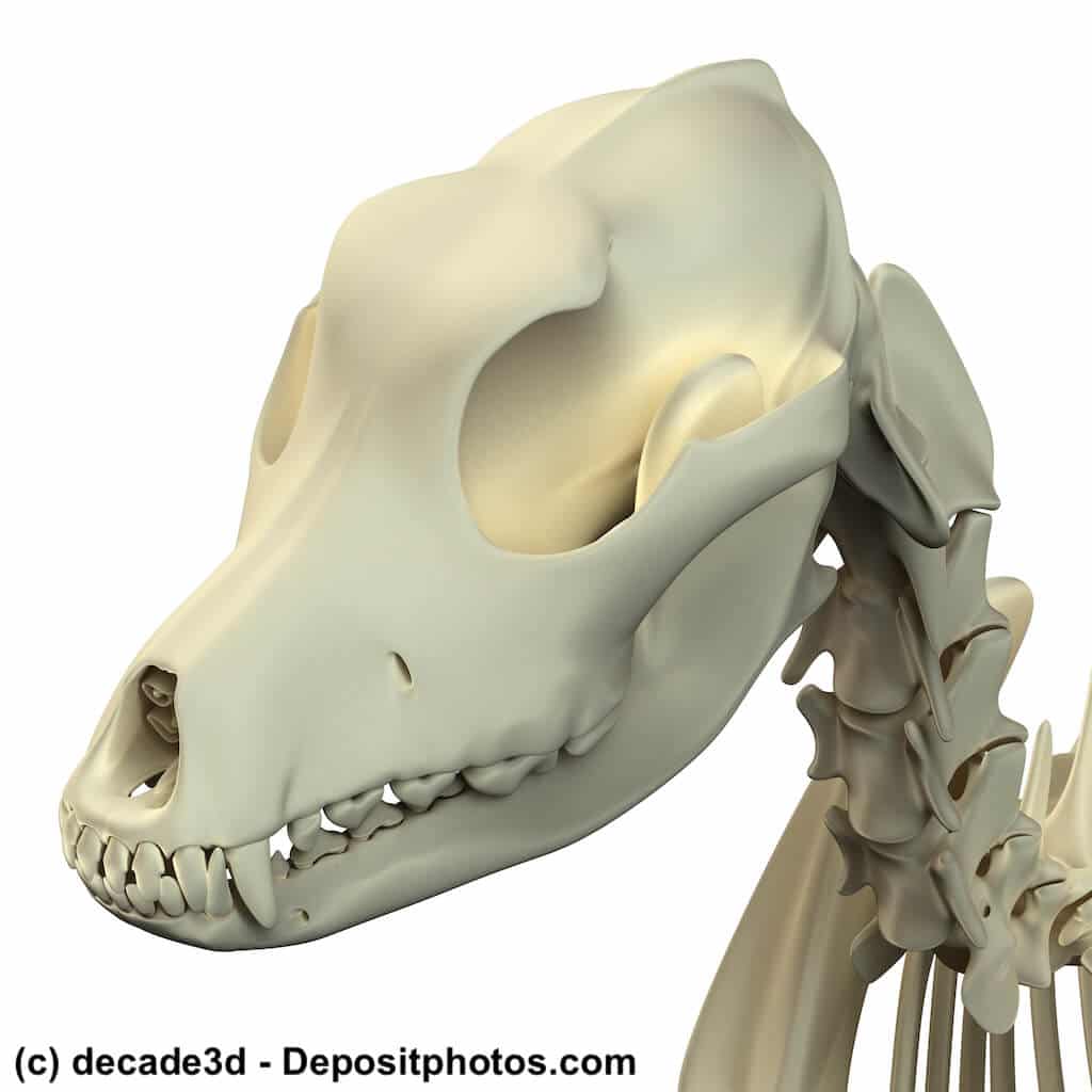 Anatomie vom Hund: Schädel und Halswirbel