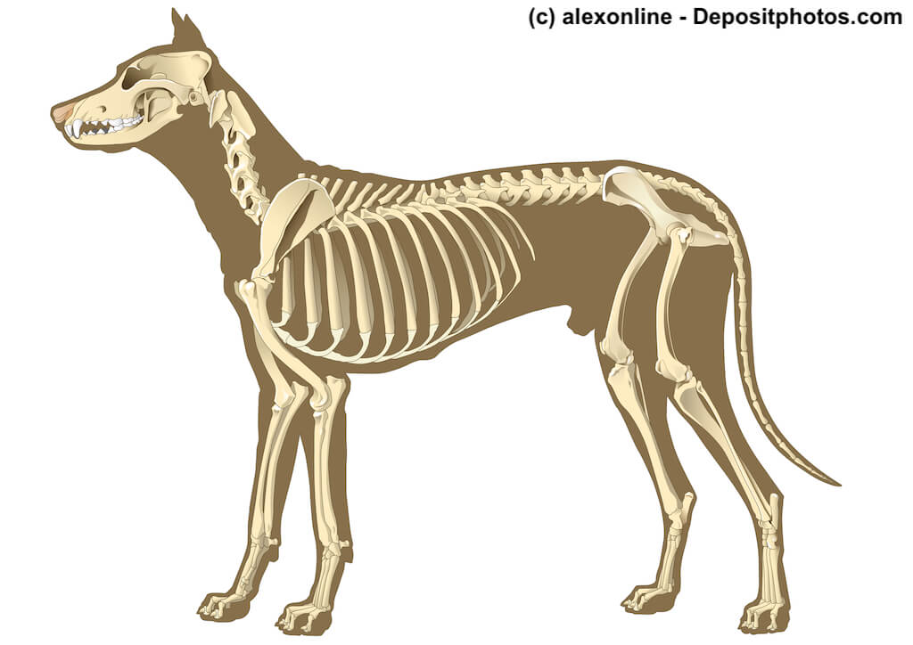 Schematische Darstellung eines Hundeskelett
