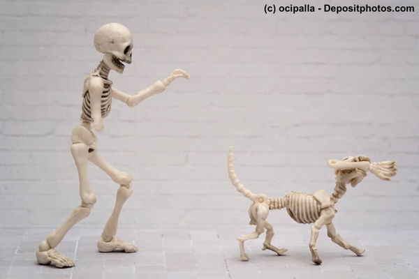 Die Anatomie des Hundes