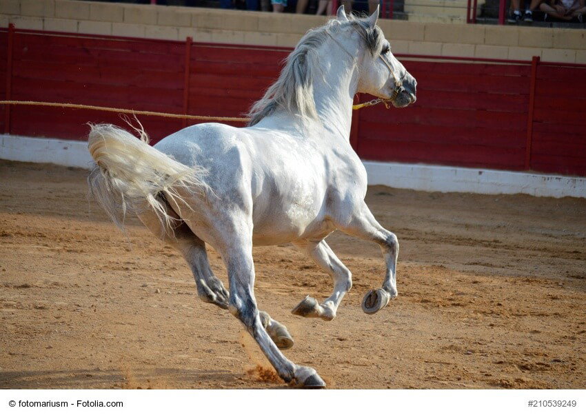 Heller Andalusier im Galopp
