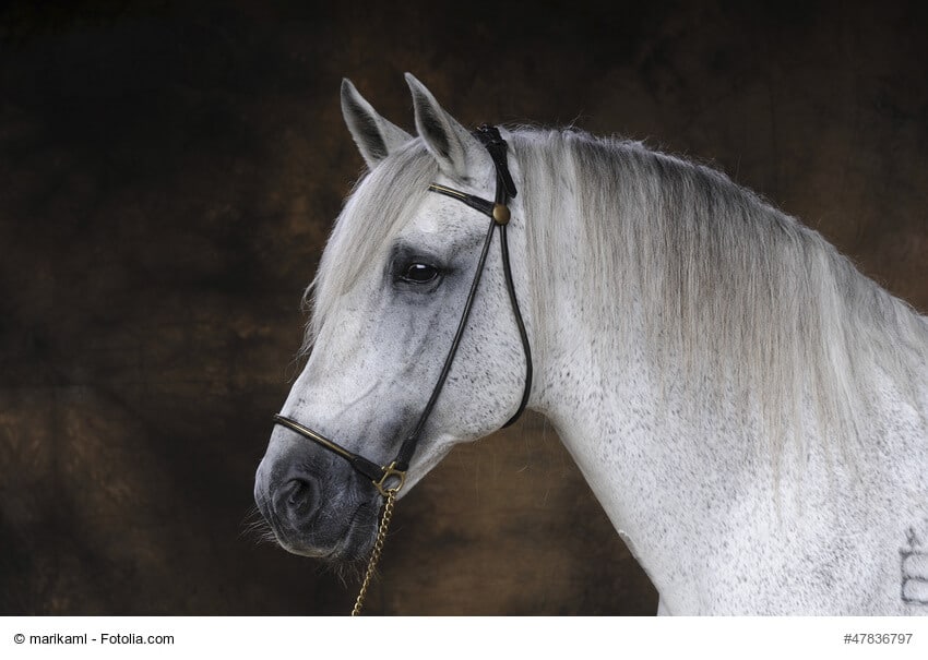 Andalusier im Portrait