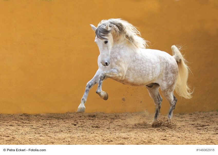 Andalusier