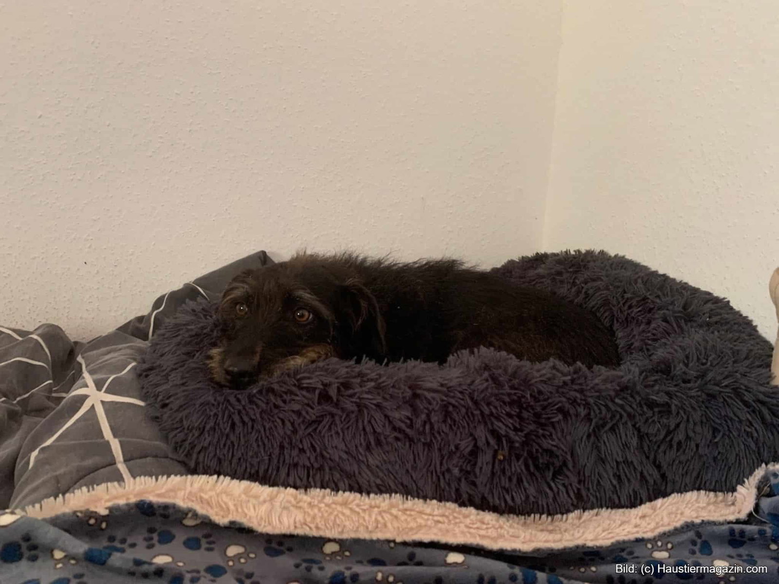 tedi hundebett Hundebett TEDDY ist kuschelig und umweltfreundlich aus recycelten PET   Benny Burton