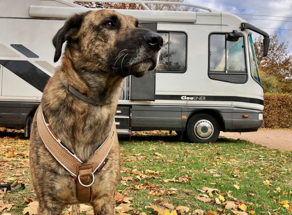 Kaufratgeber: Die besten Anti-Zieh-Geschirre für ziehende Hunde