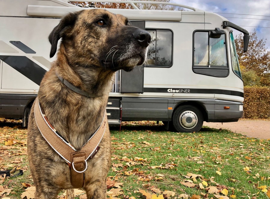 hundebett für französische bulldogge Hundebettbezug Flocke 