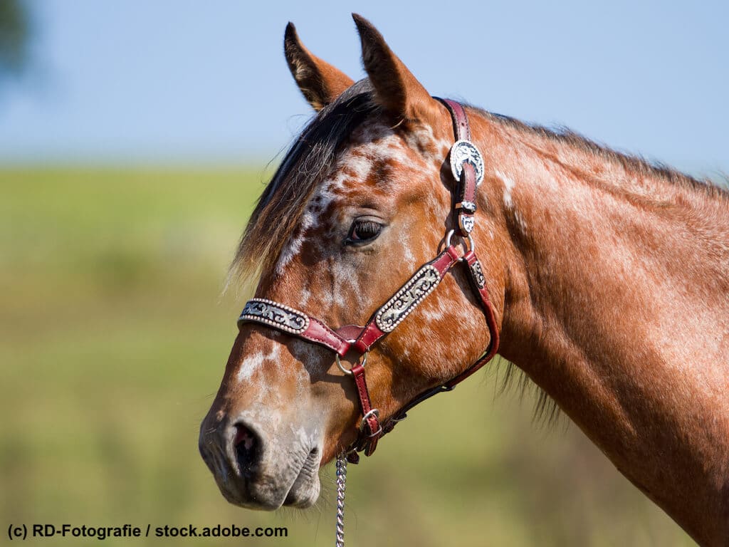Portrait Appaloosa