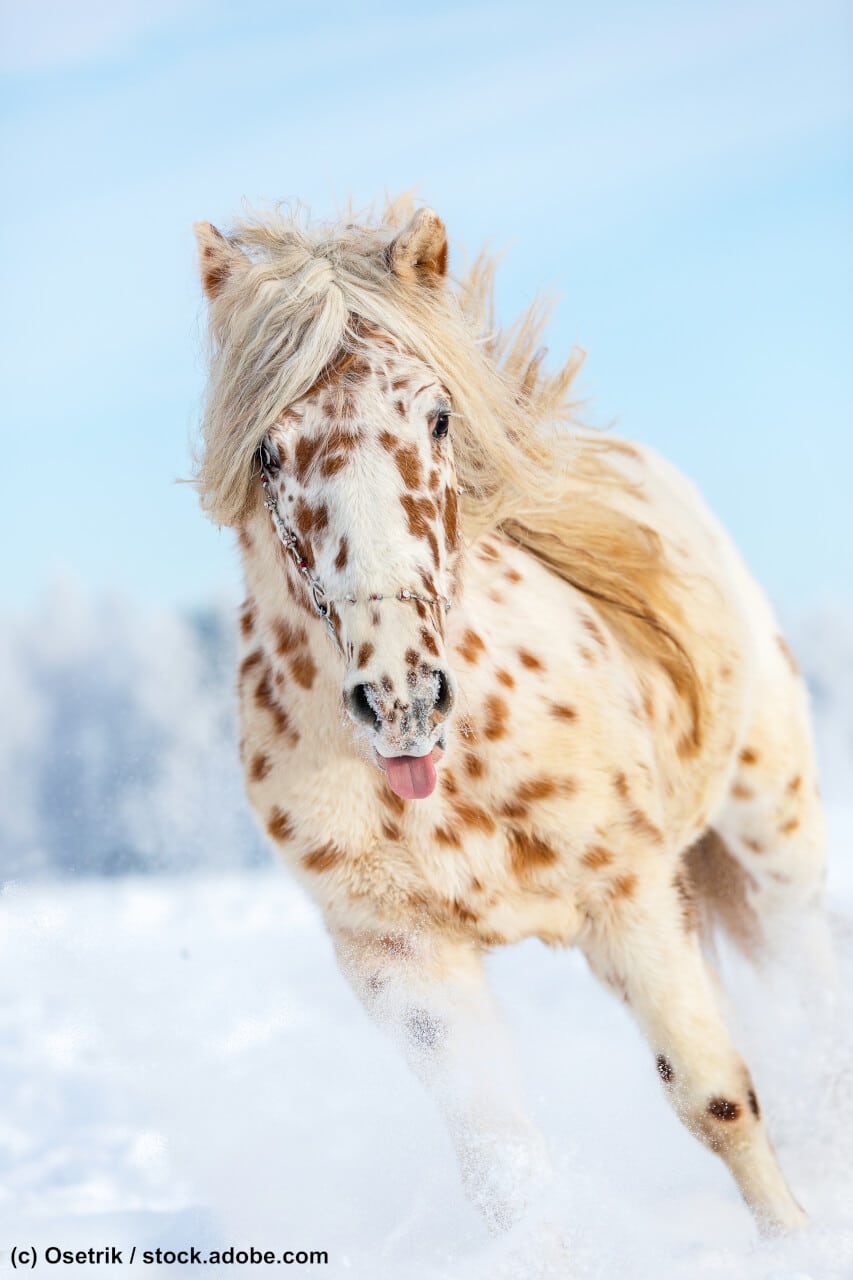 Appaloosa im Schnee