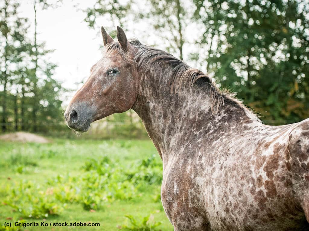 Appaloosa auf Weide
