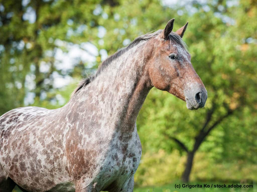 Appaloosa