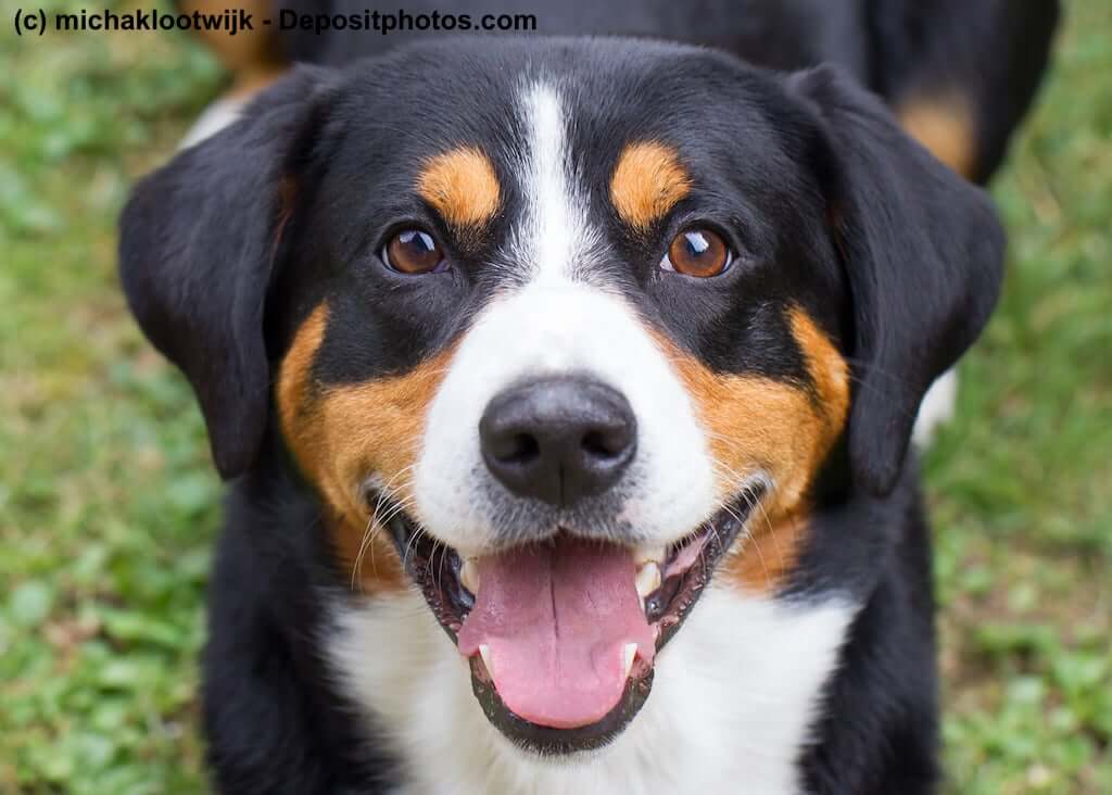 Portrait eines Appenzeller Sennenhund