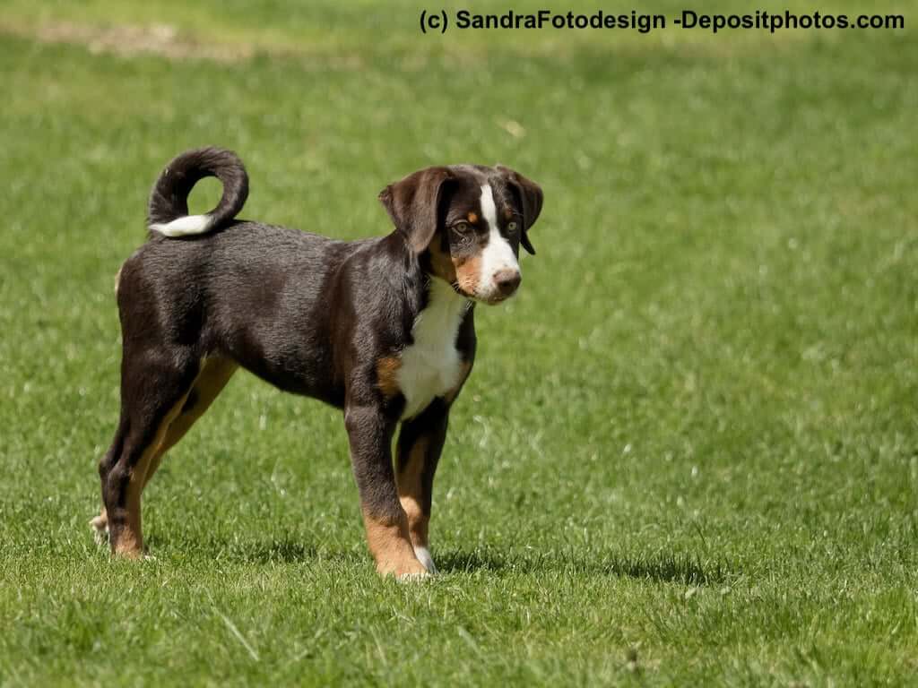 Appenzeller Sennenhund Steckbrief