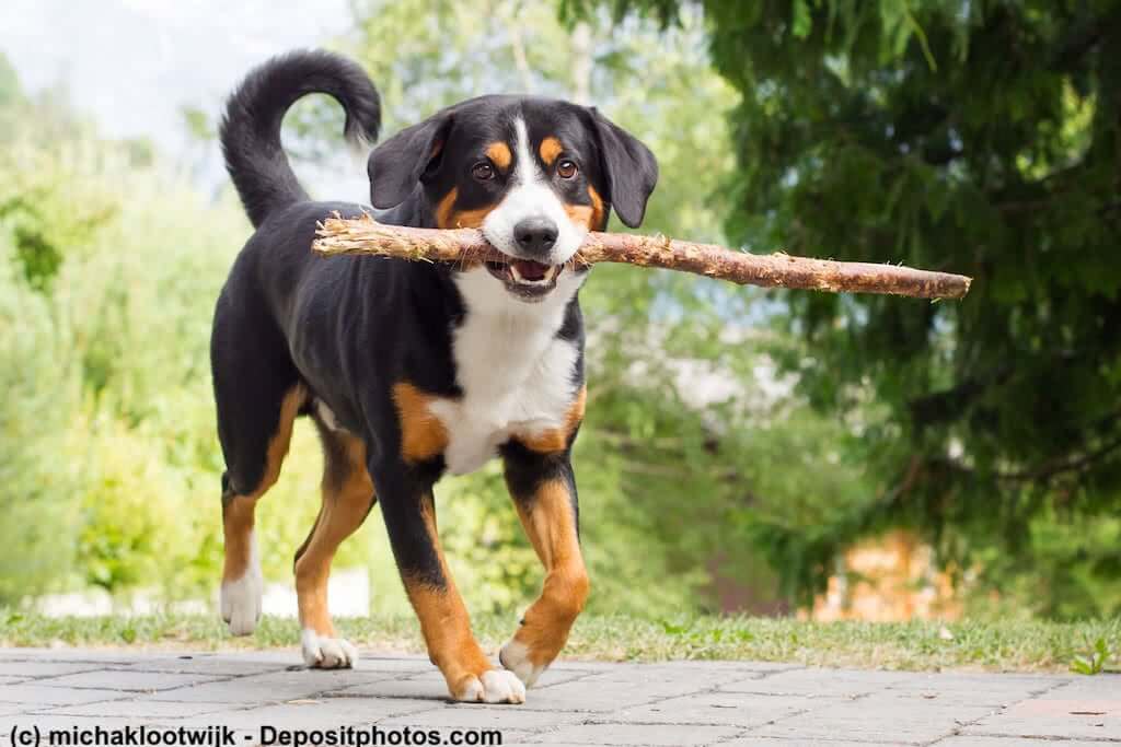 Appenzeller Sennenhund spielt mit einem Stock