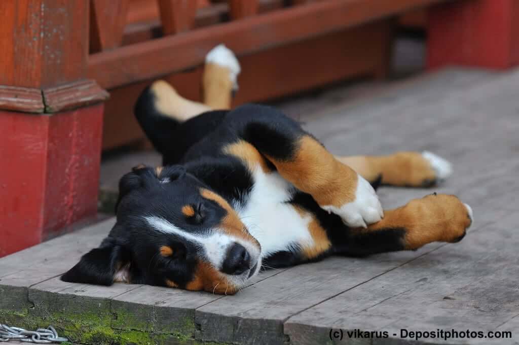 Entspannter Appenzeller Sennenhund-Welpe